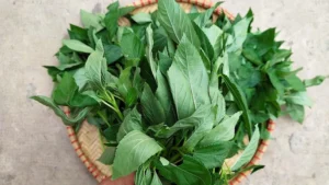 Đảm bảo rau đay được thu hoạch tươi và được xử lý đúng cách để bảo vệ sức khỏe